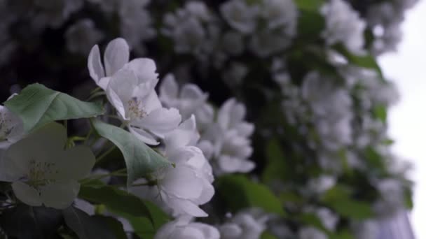 Close-up de flores de cereja branca florescendo. Imagens de stock. Beleza natural de pequenos botões de flores brancas cereja com folhas verdes em tempo nublado — Vídeo de Stock