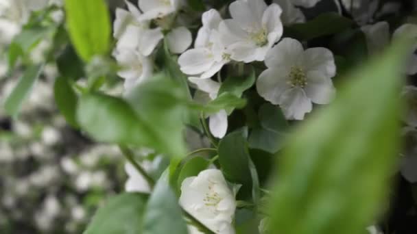 Mooie bloeiende witte bloemen van struiken. Stock footage. Lente tijd van de bloei, decoreren groene struiken met witte bloemen — Stockvideo
