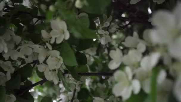 Mooie bloeiende witte bloemen van struiken. Stock footage. Lente tijd van de bloei, decoreren groene struiken met witte bloemen — Stockvideo