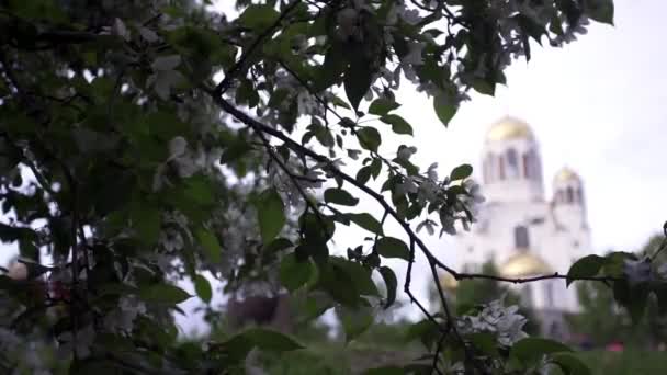 Cherry blommar på kyrkans bakgrund. Stockbilder. Vårblomning av vita blommor på gröna buskar på kyrkans bakgrund med kupoler i molnigt väder — Stockvideo