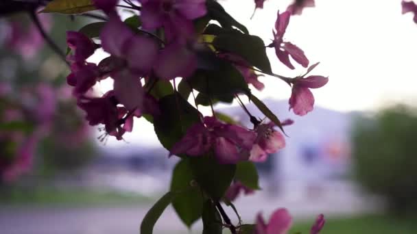 Primo piano di fiori fioriti rosa su albero. Filmati delle scorte. Bei mazzi naturali di fiori rosa su rami d'albero sullo sfondo del cinema cittadino — Video Stock