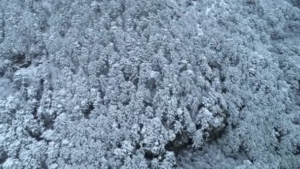 Vista de arriba hacia abajo del joven bosque de coníferas cubierto de nieve. Le dispararon. Antecedentes de coníferas cubiertas de nieve. Vista de invierno — Vídeo de stock