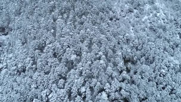 Blick von oben auf den jungen schneebedeckten Nadelwald. Schuss. Hintergrund von schneebedeckten Nadelbäumen. Winterblick — Stockvideo