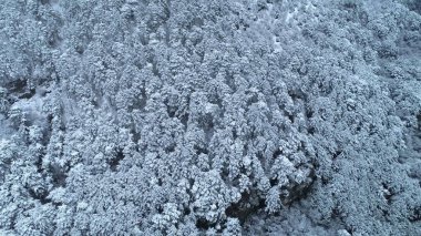 Genç karla kaplı iğne yapraklı ormanın üstten aşağı görünümü. Atış. Karla kaplı iğne ağaçlarının arka planı. Kış manzarası