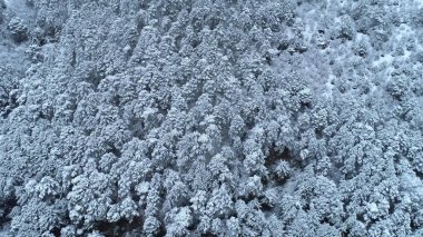Genç karla kaplı iğne yapraklı ormanın üstten aşağı görünümü. Atış. Karla kaplı iğne ağaçlarının arka planı. Kış manzarası