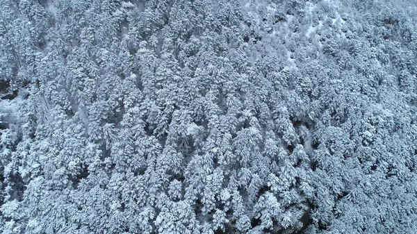 Pohled shora dolů z mladého sněhově pokryté jehličnaté lesy. Shot. Pozadí sněhem pokrytých jehličnatých stromů. Zimní výhled — Stock fotografie