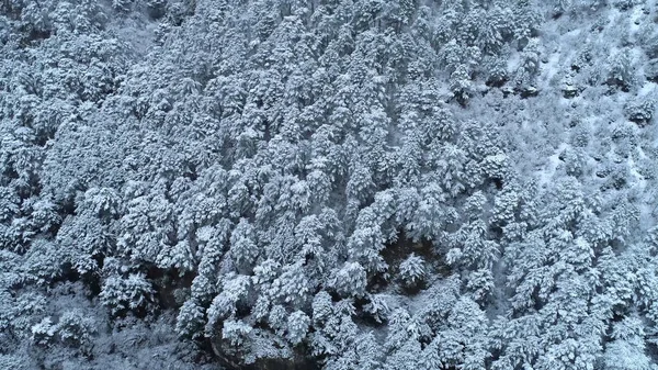 Vista de arriba hacia abajo del joven bosque de coníferas cubierto de nieve. Le dispararon. Antecedentes de coníferas cubiertas de nieve. Vista de invierno —  Fotos de Stock