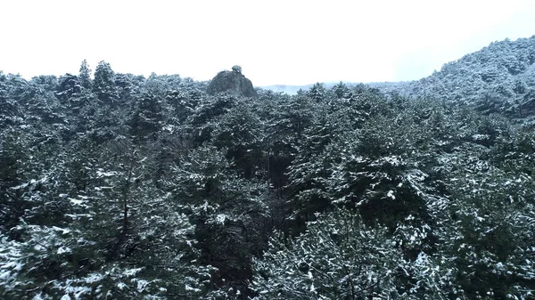 Berg bos van naaldbomen. Shot. Met sneeuw bedekte spar tops. Zonnig weer in een bergkloof in de winter — Stockfoto