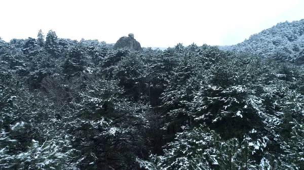 Гірський ліс хвойних дерев. Постріл. Сніговий покритий ялиновими верхівками. Сонячна погода в гірській ущелині взимку — стокове фото