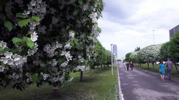 Blooming white flowers trees at park path. Stock footage. Beautiful spring bloom of well-groomed green trees in park alley on background of passing walking people — Stock Photo, Image