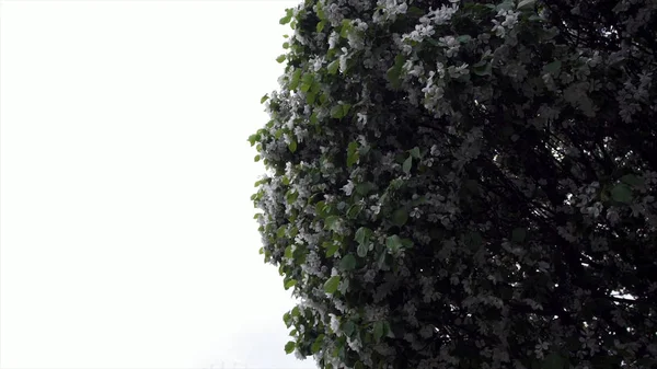 Blühende weiße Blütenbäume am Parkweg. Archivmaterial. schöne Frühjahrsblüte gepflegter grüner Bäume in der Parkallee vor dem Hintergrund vorbeigehender Menschen — Stockfoto