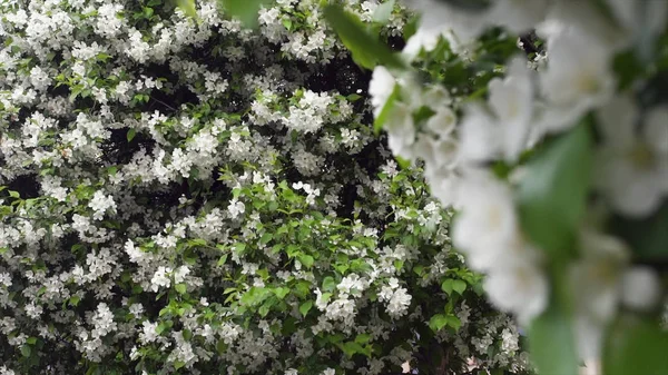 Çalıların güzel çiçeklenme beyaz çiçekler. Stok görüntüleri. Çiçeklenme bahar zamanı, beyaz çiçekler ile yeşil çalılar dekorasyon — Stok fotoğraf