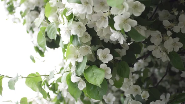 Bellissimi fiori bianchi fioriti di arbusti. Filmati delle scorte. Primavera di fioritura, decorazione arbusti verdi con fiori bianchi — Foto Stock