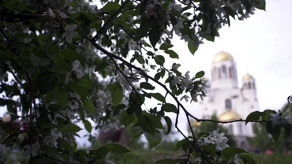 Kirschblüten auf dem Hintergrund der Kirche. Archivmaterial. Frühjahrsblüte der weißen Blumen auf grünen Büschen vor dem Hintergrund der Kirche mit Kuppeln bei trübem Wetter — Stockfoto