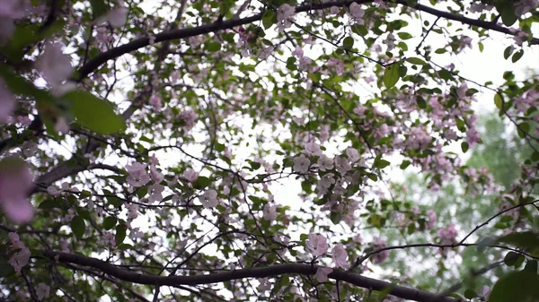 Primo piano dei fiori naturali degli alberi in fiore. Filmati delle scorte. Bellissimi fiori rosa fioriti su rami di albero verde — Foto Stock