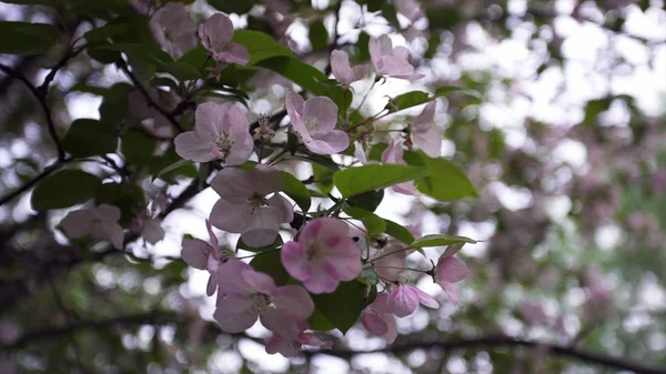 Close-up of natural blossoming tree flowers. Stock footage. Beautiful blooming pink flowers on branches of green tree — Stock Photo, Image