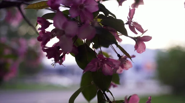 Primo piano di fiori fioriti rosa su albero. Filmati delle scorte. Bei mazzi naturali di fiori rosa su rami d'albero sullo sfondo del cinema cittadino — Foto Stock