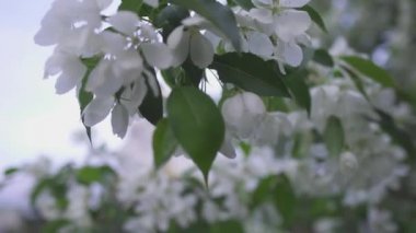 Kilise arka planda ağaçların beyaz çiçekler closeup. Stok görüntüleri. Bahar Hıristiyan Kilisesi arka planda beyaz çiçekler çiçek açan güzel kiraz