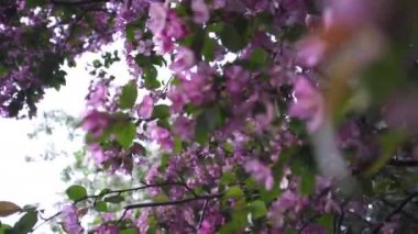 Güzel çiçeklenme pembe çiçekler Apple. Stok görüntüleri. Bahar aylarında yeşil yaprakları ile dalları üzerinde parlak ve narin elma çiçekleri. Kokulu bahar çiçek açan renkler