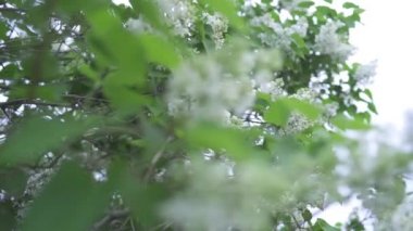 Beyaz Leylak çiçeklenme yakın çekim. Stok görüntüleri. Bahar çiçekli dalları üzerinde yeşil yaprakları ile beyaz Lila çeşitleri güzel tomurcukları