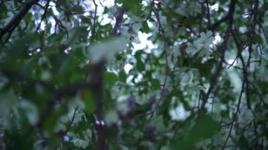 Yeşil yaprakları ile doğal çiçeklenme beyaz elma ağacı. Stok görüntüleri. Bahar içinde elma çiçekleri beyaz çiçekler dalları ile güzel doğa