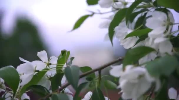 Белые цветы яблони на фоне старого здания. Запись. Ветвь яблони с белыми цветами, качающимися на ветру на фоне старинного архитектурного здания — стоковое видео