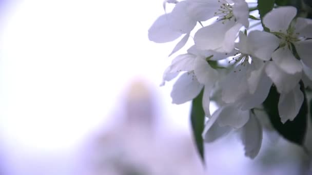 Close-up van witte bloemen van bomen in de achtergrond van de kerk. Stock footage. Mooie kersenbloesem witte bloemen op de achtergrond van de christelijke kerk in het voorjaar — Stockvideo