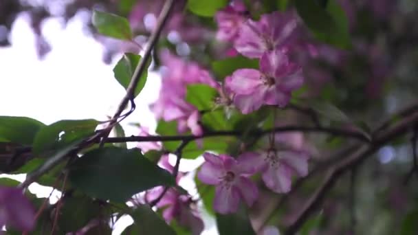 Vackra blommande rosa blommor äpple. Stockbilder. Ljusa och delikata äppel blommor på grenar med gröna blad på våren. Blommande färger av doftande våren — Stockvideo