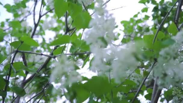 Primer plano de floración lila blanca. Imágenes de archivo. Hermosos brotes de variedades de lila blanca con hojas verdes en ramas florecientes en primavera — Vídeos de Stock