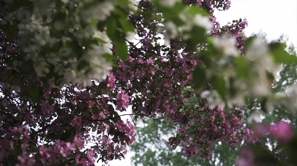 Çiçek açan beyaz ve pembe elma ağaçları, bahar zamanında doğa için yakın. Stok görüntüleri. Rüzgar sallayarak çiçekleme elma ağaçları güzel çiçek tomurcukları.
