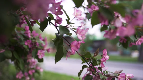 Close up per ramo ciliegio rosa brillante su sfondo strada della città, fiore primaverile e concetto di giardinaggio. Filmati delle scorte. Alberi da frutto in un parco cittadino, aprile e maggio natura . — Foto Stock