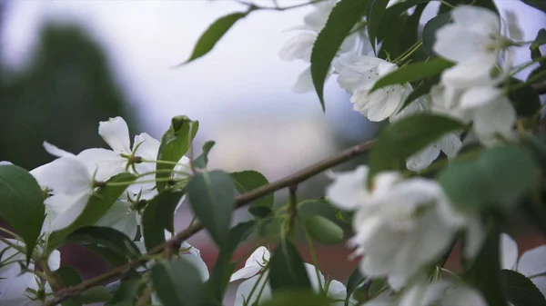 Chiuda per gemme di fiore di mela bianche su un ramo. Filmati delle scorte. Fioritura alberi di mele bianche come la neve in città in primavera — Foto Stock