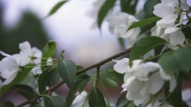 Bahar zamanında şehir sokaklarında beyaz yabani elma ağacı çiçek parlak görünümü yakın. Stok görüntüleri. Bulanıklık şehir arka planda nazik beyaz çiçekler ile Apple ağaç şube.