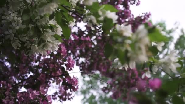 Close-up voor bloeiende witte en roze appelbomen, de natuur in de lente tijd. Stock footage. Mooie bloemtoppen van bloeiende appelbomen zwaaien in de wind. — Stockvideo