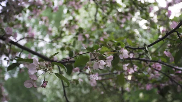 Chiuda per ramo di fiori di mela rosa in tempo di primavera. Il melo è in fiore. Filmati delle scorte. Melo, Malus domestica in piena dolce fioritura rosa nel parco . — Foto Stock