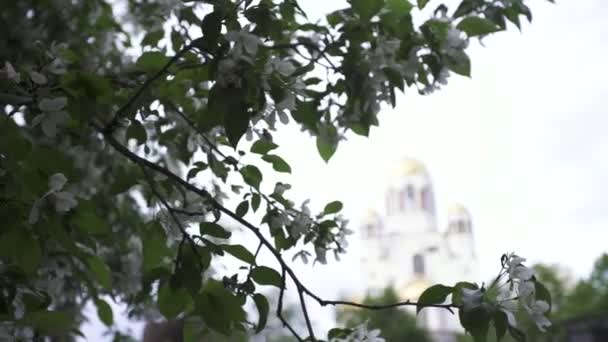 Close-up voor een appelboom tak met witte bloemen en de prachtige kerk erachter. Stock footage. De koepel van de orthodoxe Kerk omringd door bloeiende appelbomen. — Stockvideo