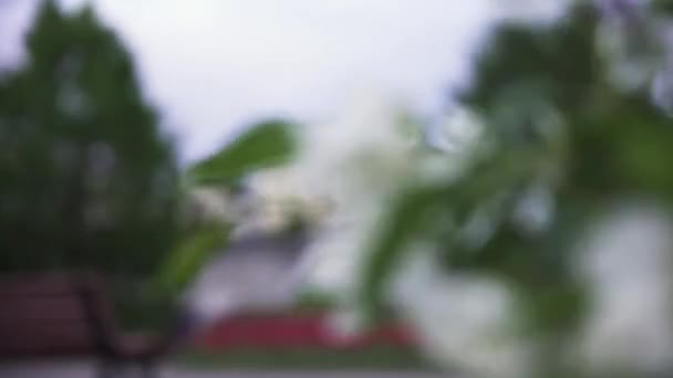 Lente in de stad, een bloeiende appelboom bloemen zwaaien in de wind. Stock footage. Bloeiende boom in het voorjaar van het seizoen, verse witte bloemen tegen historisch gebouw, stad natuur concept — Stockvideo