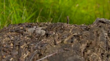 Yakın çekim vahşi karıncalar onların düşürebilir kaynıyor. Karınca yuvası kuru arasında ormanda bırakır. Etrafta emmet çalışma böcekler yere, makro karınca yuvası delik yakınlarında. Ant ant hill koloni