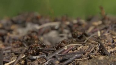 Yakın çekim vahşi karıncalar onların düşürebilir kaynıyor. Karınca yuvası kuru arasında ormanda bırakır. Etrafta emmet çalışma böcekler yere, makro karınca yuvası delik yakınlarında. Ant ant hill koloni