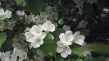 Şehir parkında tam Bloom kuelma ağacı için yakın. Stok görüntüleri. Bahar zamanında rüzgarda sallanan bir elma ağacının güzel beyaz çiçekler.