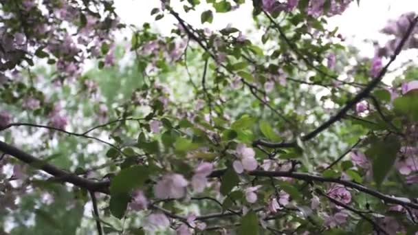 Feche para o ramo de flores de maçã rosa no tempo de primavera. A macieira está em flor. Imagens de stock. Maçã, Malus domestica em plena flor rosa suave no parque . — Vídeo de Stock