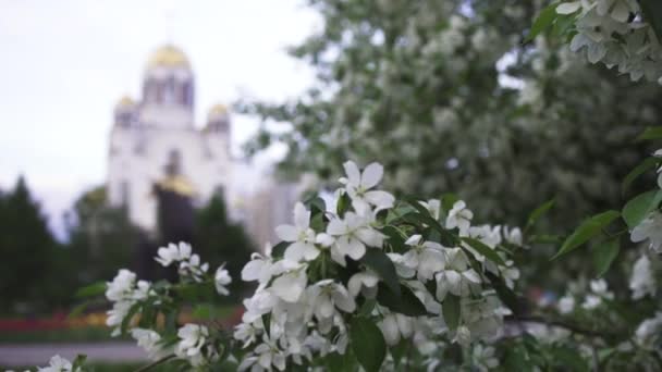 Närbild för vackra vita blommor av äppel träd på gyllene kupol kyrka bakgrund. Stockbilder. Ortodox kyrka som står bakom blommande äppel träd på våren. — Stockvideo