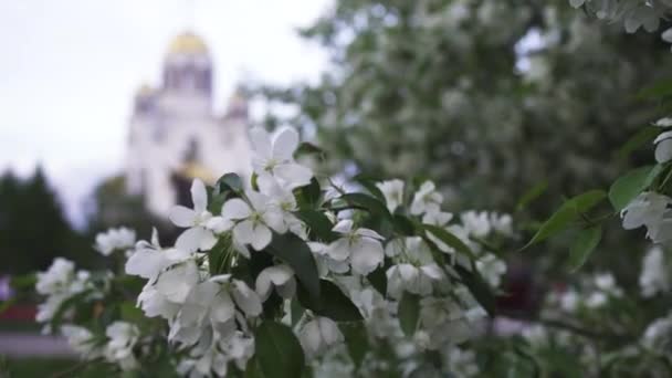 Закройтесь для красивых белых цветов яблонь на золотистом купольном церковном фоне. Запись. Православная церковь, стоящая за цветущими яблонями весной . — стоковое видео