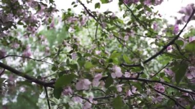 Çiçek açan beyaz ve pembe elma ağaçları, bahar zamanında doğa için yakın. Stok görüntüleri. Rüzgar sallayarak çiçekleme elma ağaçları güzel çiçek tomurcukları.