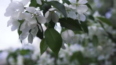 Bir şube üzerinde beyaz elma çiçek tomurcukları için yakın. Stok görüntüleri. Baharda şehirde çiçek açan kar beyaz elma ağaçları
