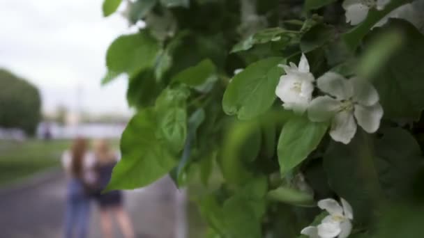 Cerca de hojas verdes y flores blancas de un manzano y dos niñas de pie detrás de él en el parque de la ciudad. Imágenes de archivo. Dos mujeres jóvenes mirando el teléfono inteligente cerca del lago y los manzanos . — Vídeo de stock