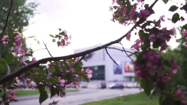 Zamknij się na jasnym różowym gałęzi wiśni na tle ulicy miasta, wiosna kwitnienia i koncepcji ogrodnictwa. Materiały stockowe. Drzewo owocowe w parku miejskim, kwiecień i maj natura. — Wideo stockowe