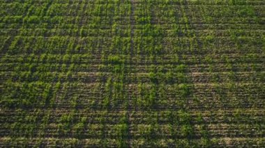 Yeşil mısır alanının havadan görünümü satır büyüyen, tarım konsepti. Atış. Kırsal alanda büyüyen yeşil mısır bitkilerin üst görünümü.