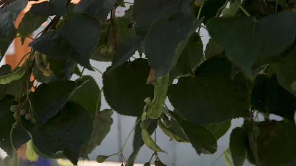 Feuilles vert vif sur une branche d'arbre sur le fond de la maison dans la rue de la ville. L'art. Gros plan pour les pétales verts d'un arbre et au-dessus de la belle maison rouge . — Photo