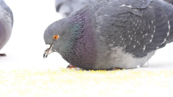 Close-up voor duiven eten tarwekorrels op witte achtergrond. Media. Kudde vogels pikken kleine gele korrels. — Stockfoto